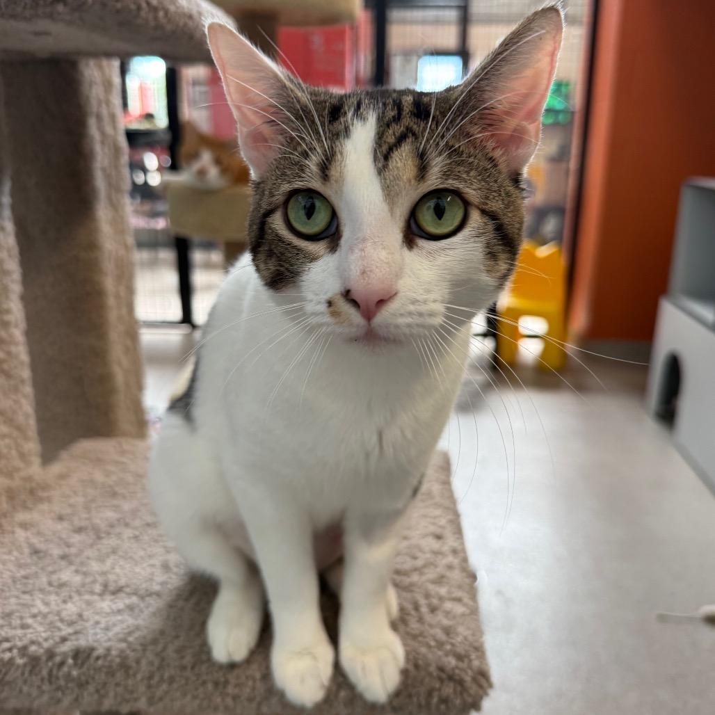 Enlarge Monroe (Mitsuki), a Adoptable Domestic Short Hair in Sarasota, FL image 4/6