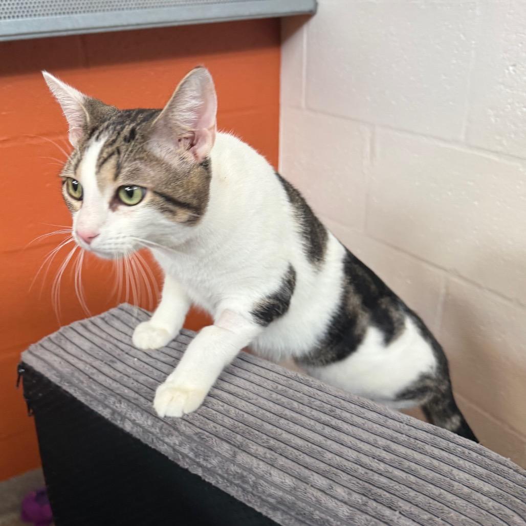 Enlarge Monroe (Mitsuki), a Adoptable Domestic Short Hair in Sarasota, FL image 5/6