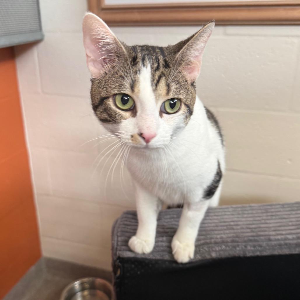 Enlarge Monroe (Mitsuki), a Adoptable Domestic Short Hair in Sarasota, FL image 6/6