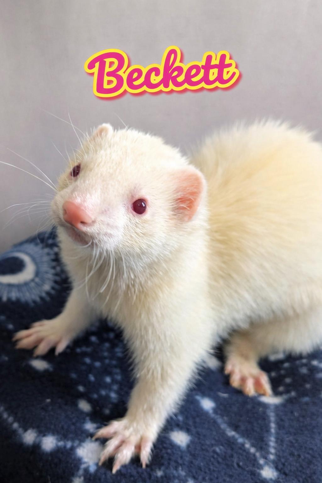 Beckett, Adoptable, Adult Male Ferret.