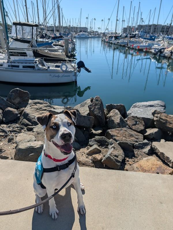 Enlarge Meyer, a Adoptable mixed breed in Oceanside, CA image 1/1