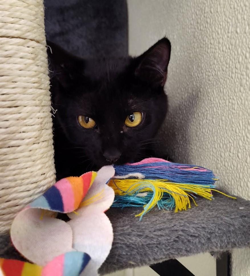 Angel, Adoptable, Adult Female Domestic Short Hair.