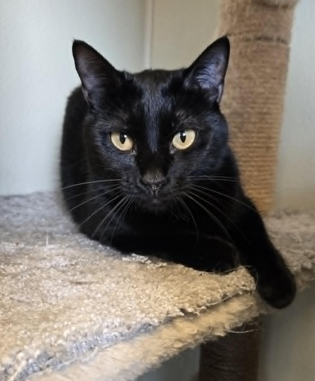 Enlarge Angel, a Adoptable mixed breed in Larned, KS image 2/3