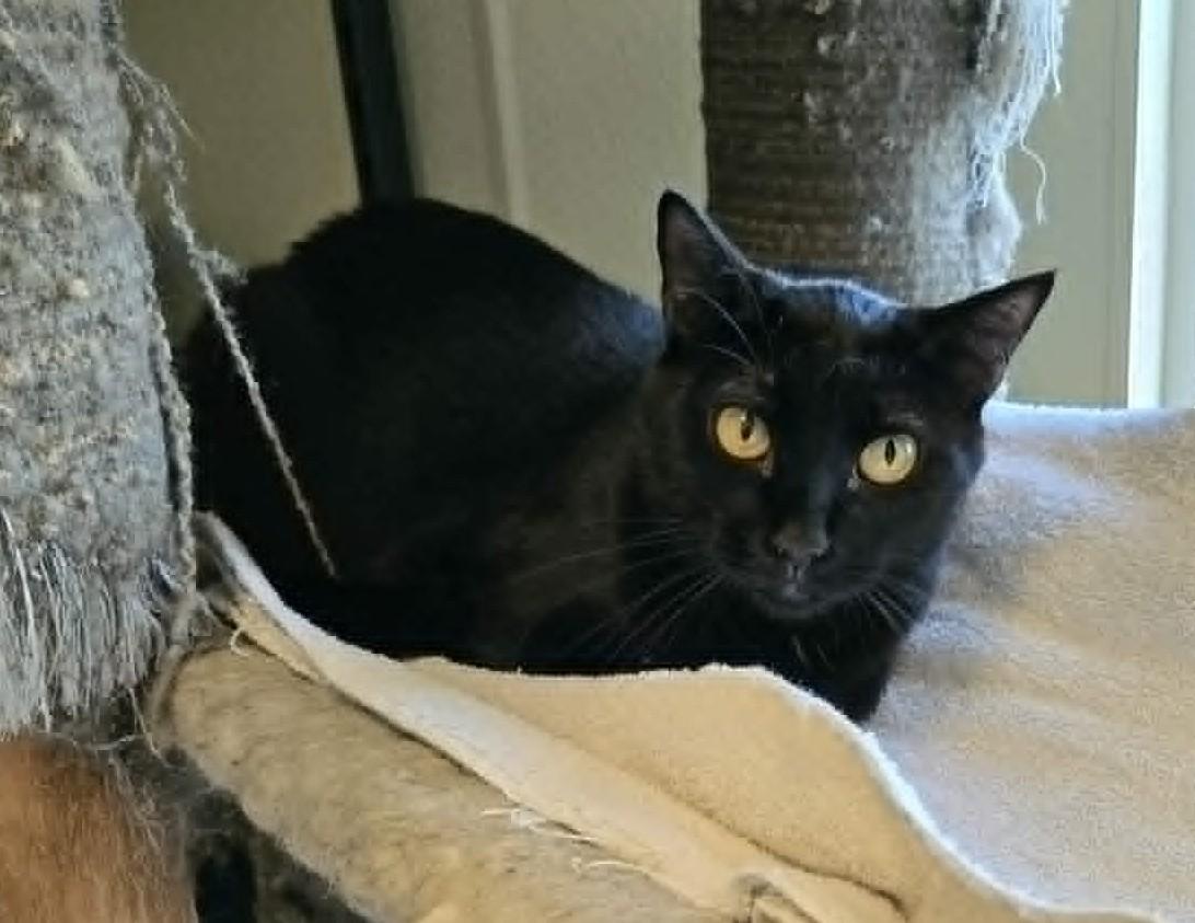 Enlarge Angel, a Adoptable mixed breed in Larned, KS image 1/3