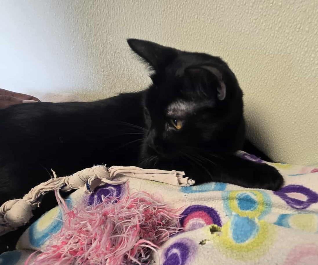 Angel, an adoptable Domestic Short Hair in Larned, KS, 67550 | Photo Image 4