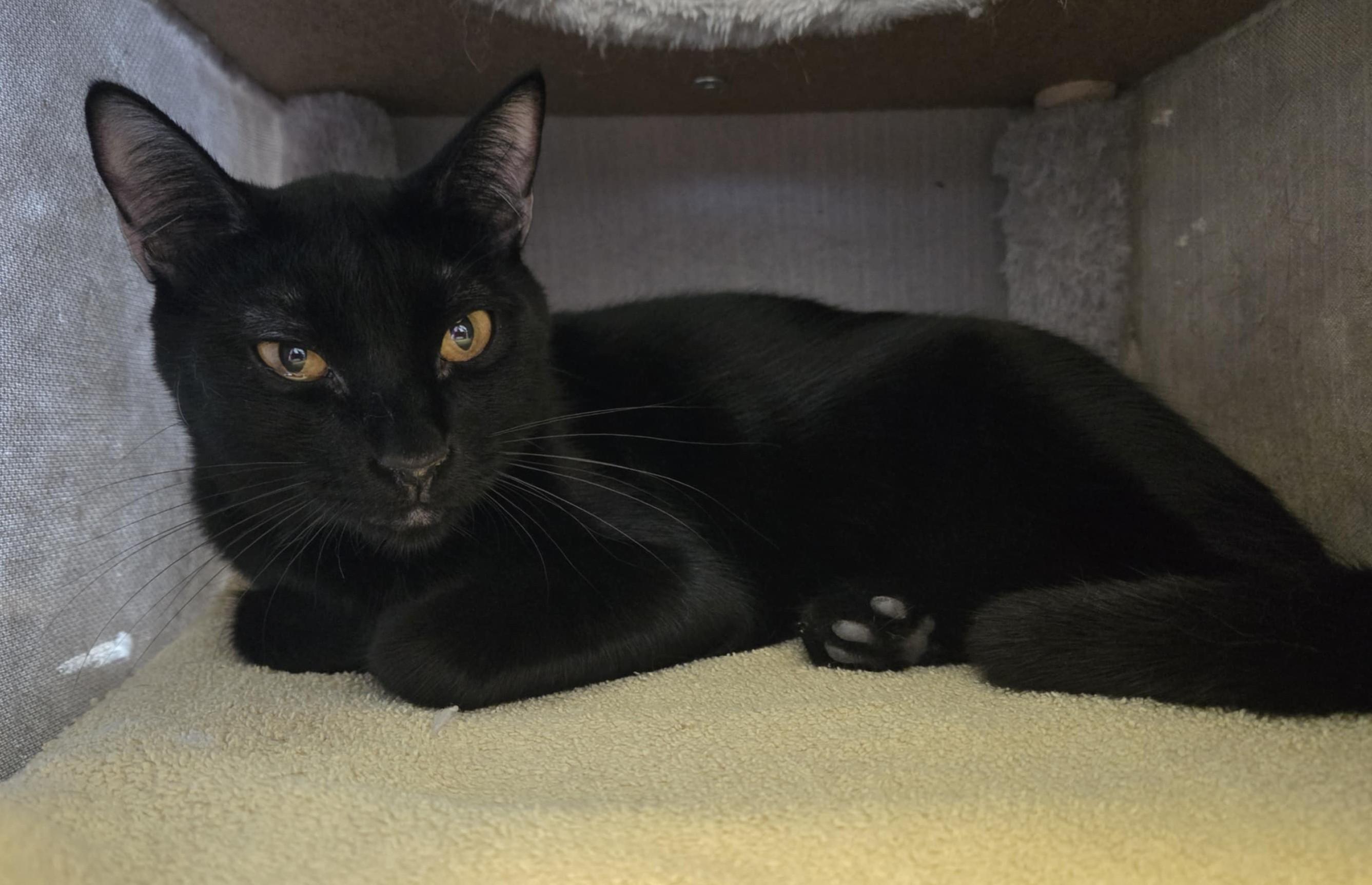 Angel, an adoptable Domestic Short Hair in Larned, KS, 67550 | Photo Image 3