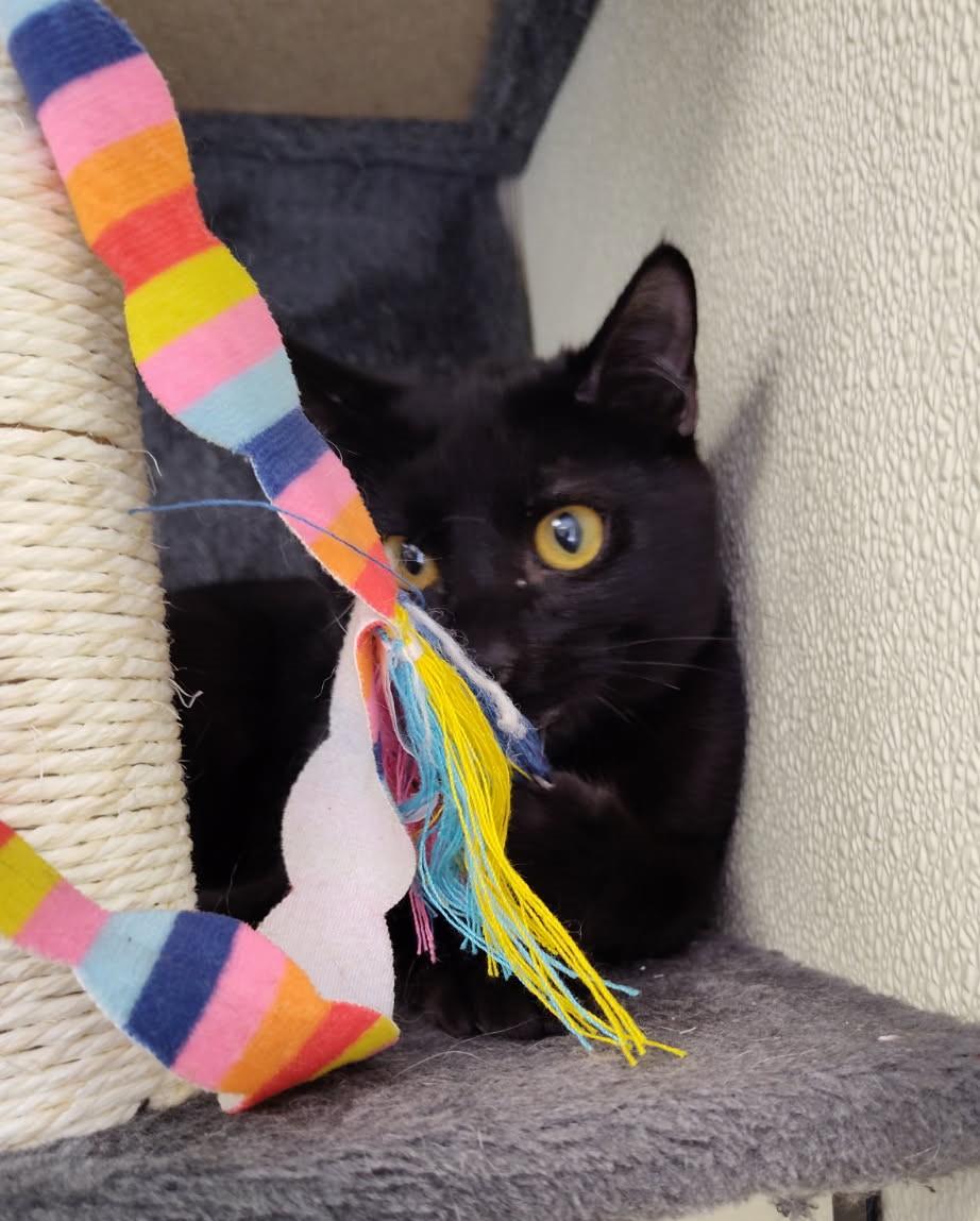 Angel, a Adoptable mixed breed in Larned, KS image 4/4