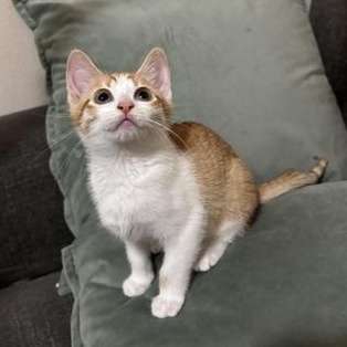 Lucy — thumbnail 3