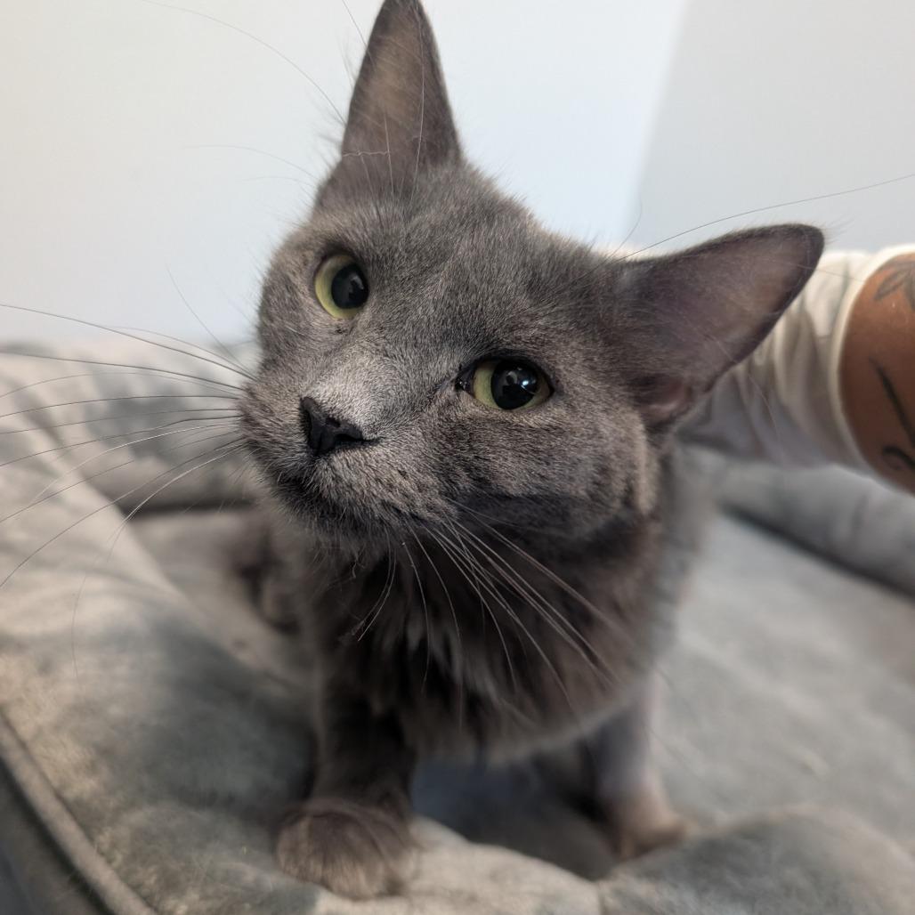 Hadley, Adoptable, Young Female Domestic Medium Hair.