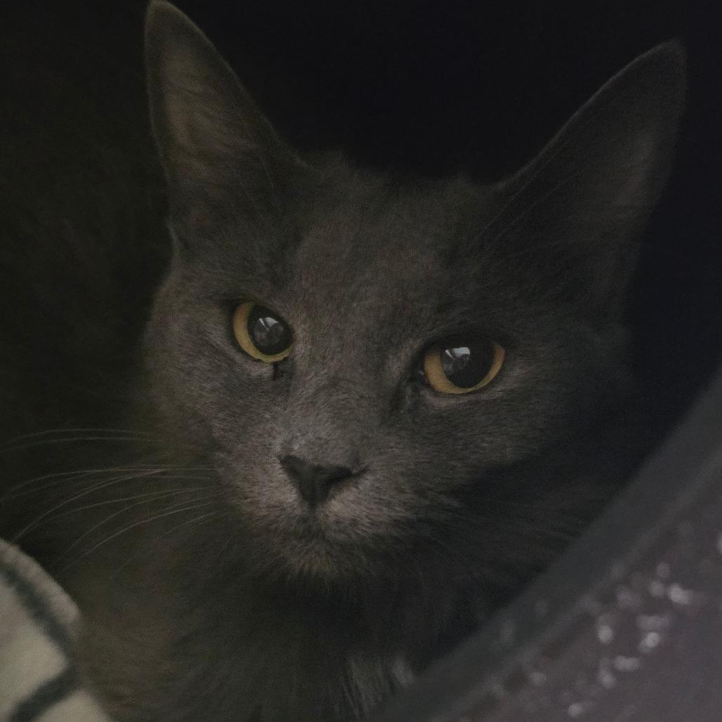 Hadley, a Adoptable Domestic Medium Hair in Watertown, NY image 2/2