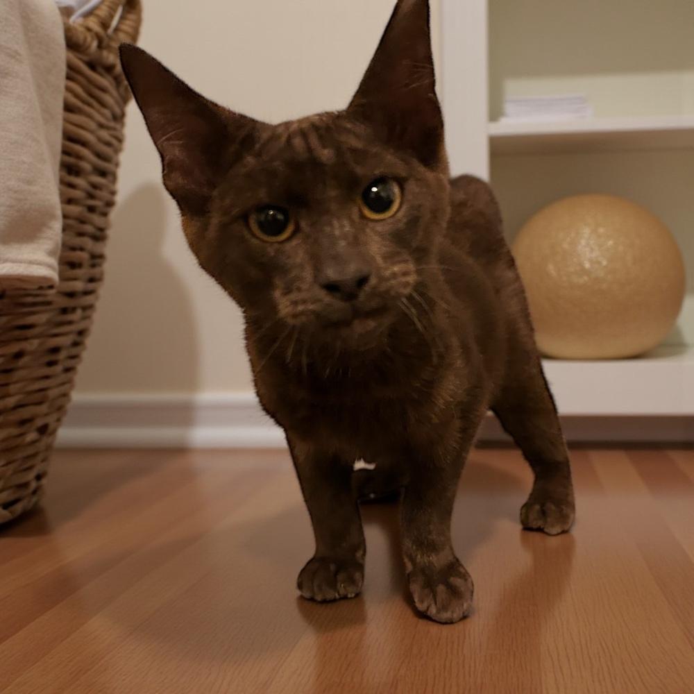Enlarge Gandolf, a Adoptable Domestic Short Hair in Blanchard, OK image 1/6