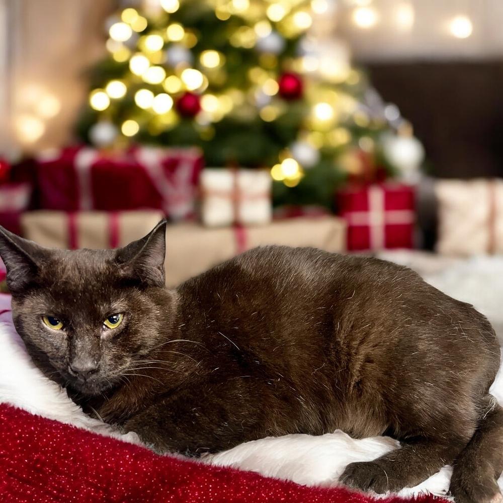 Enlarge Gandolf, a Adoptable Domestic Short Hair in Blanchard, OK image 2/6