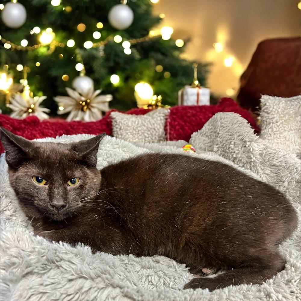 Enlarge Gandolf, a Adoptable Domestic Short Hair in Blanchard, OK image 3/6