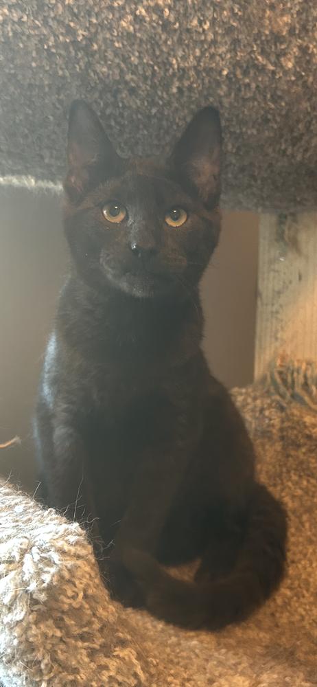 Enlarge Gandolf, a Adoptable Domestic Short Hair in Blanchard, OK image 5/6