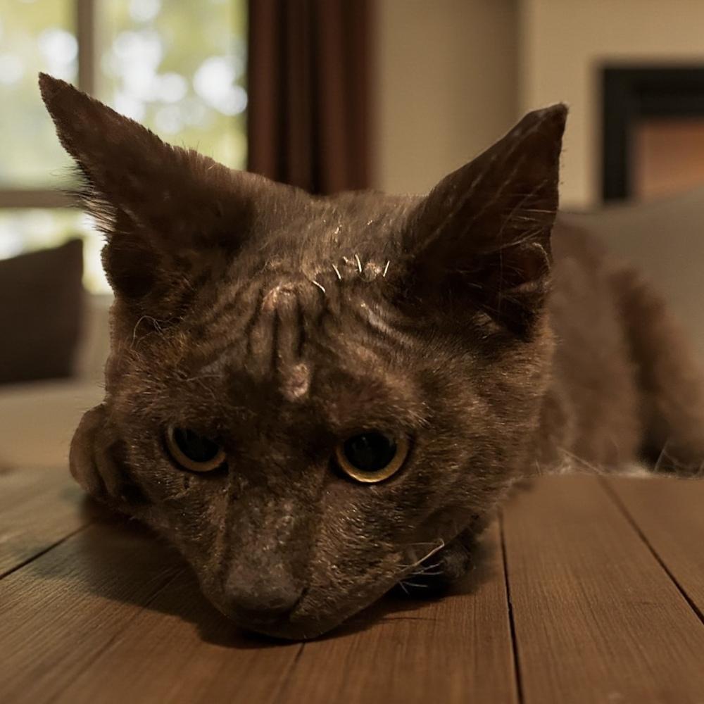 Enlarge Gandolf, a Adoptable Domestic Short Hair in Blanchard, OK image 6/6