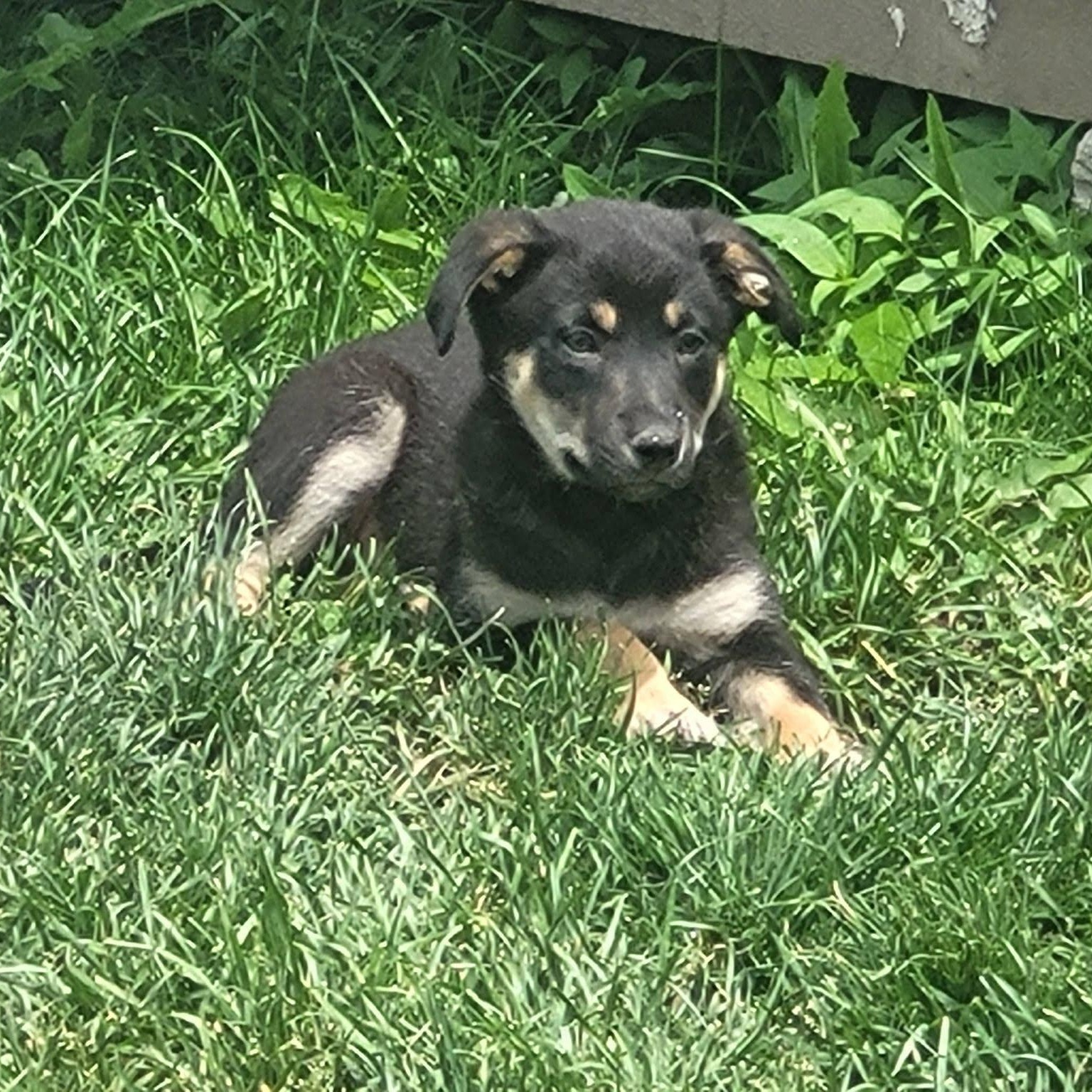 Miss Kitty, a ADOPTABLE Shepherd in Woodstock, ON image 1/4