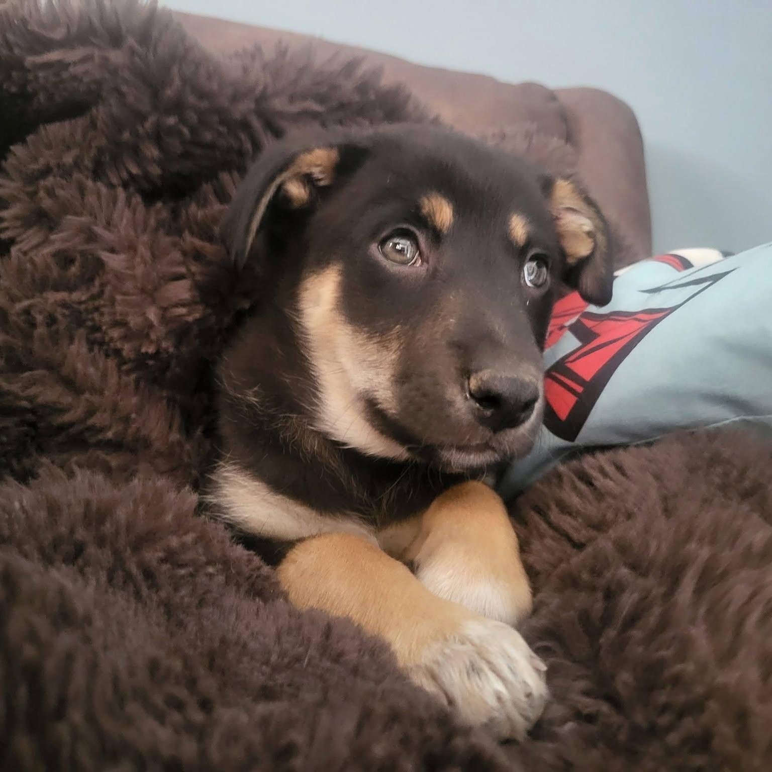 Miss Kitty, a ADOPTABLE Shepherd in Woodstock, ON image 3/4