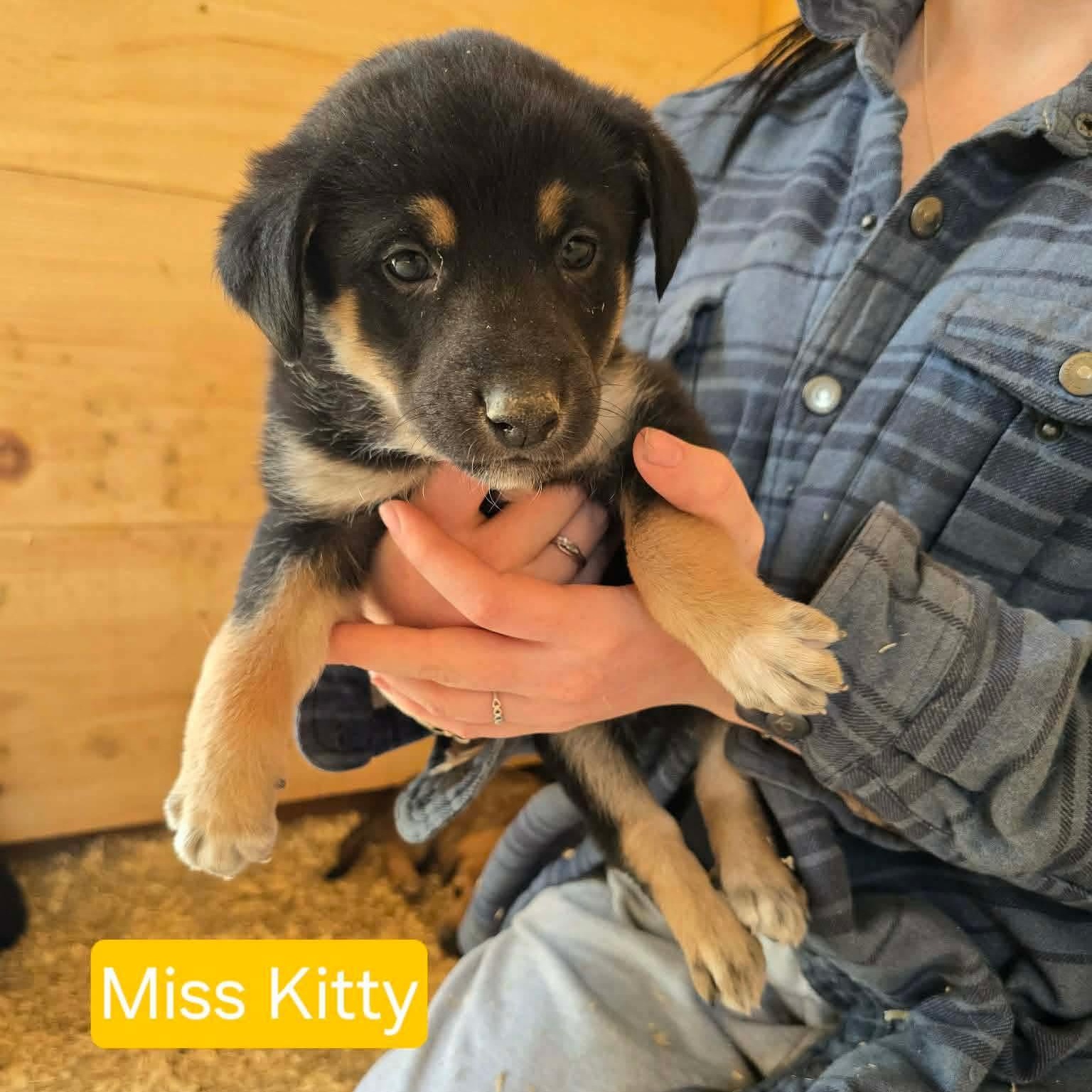 Enlarge Miss Kitty, a ADOPTABLE Shepherd in Woodstock, ON image 1/1