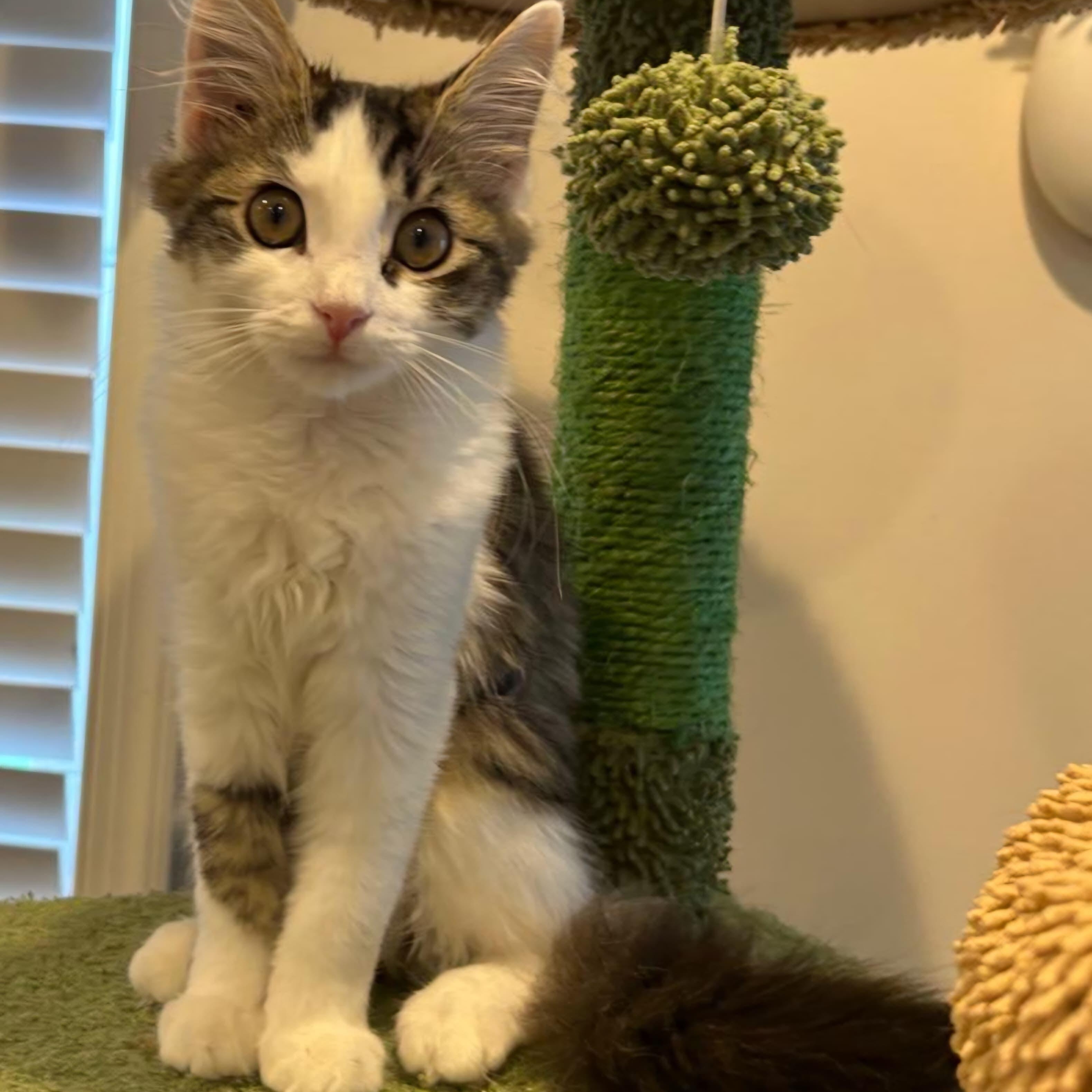 Fluff, Adoptable, Kitten Female Domestic Long Hair.