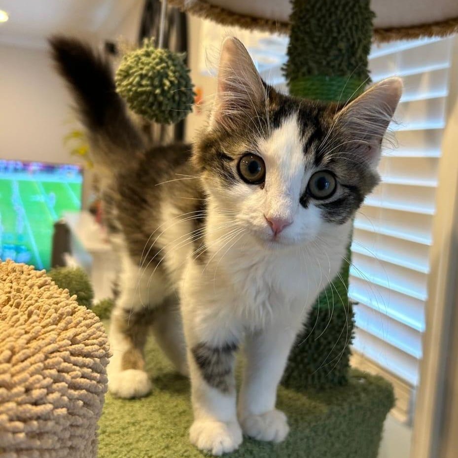Enlarge Fluff, a Adoptable Domestic Long Hair in Sewell, NJ image 2/2