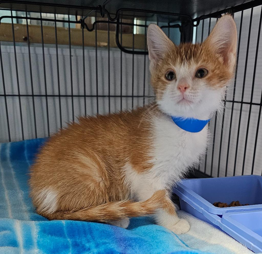 Enlarge Vincent, a Adoptable mixed breed in Washington Court House, OH image 1/2