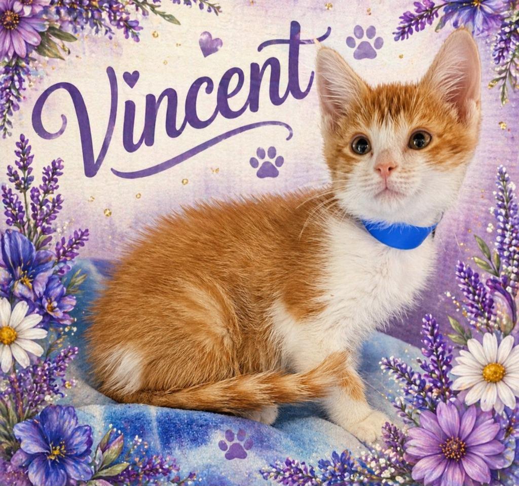Enlarge Vincent, a Adoptable mixed breed in Washington Court House, OH image 2/2