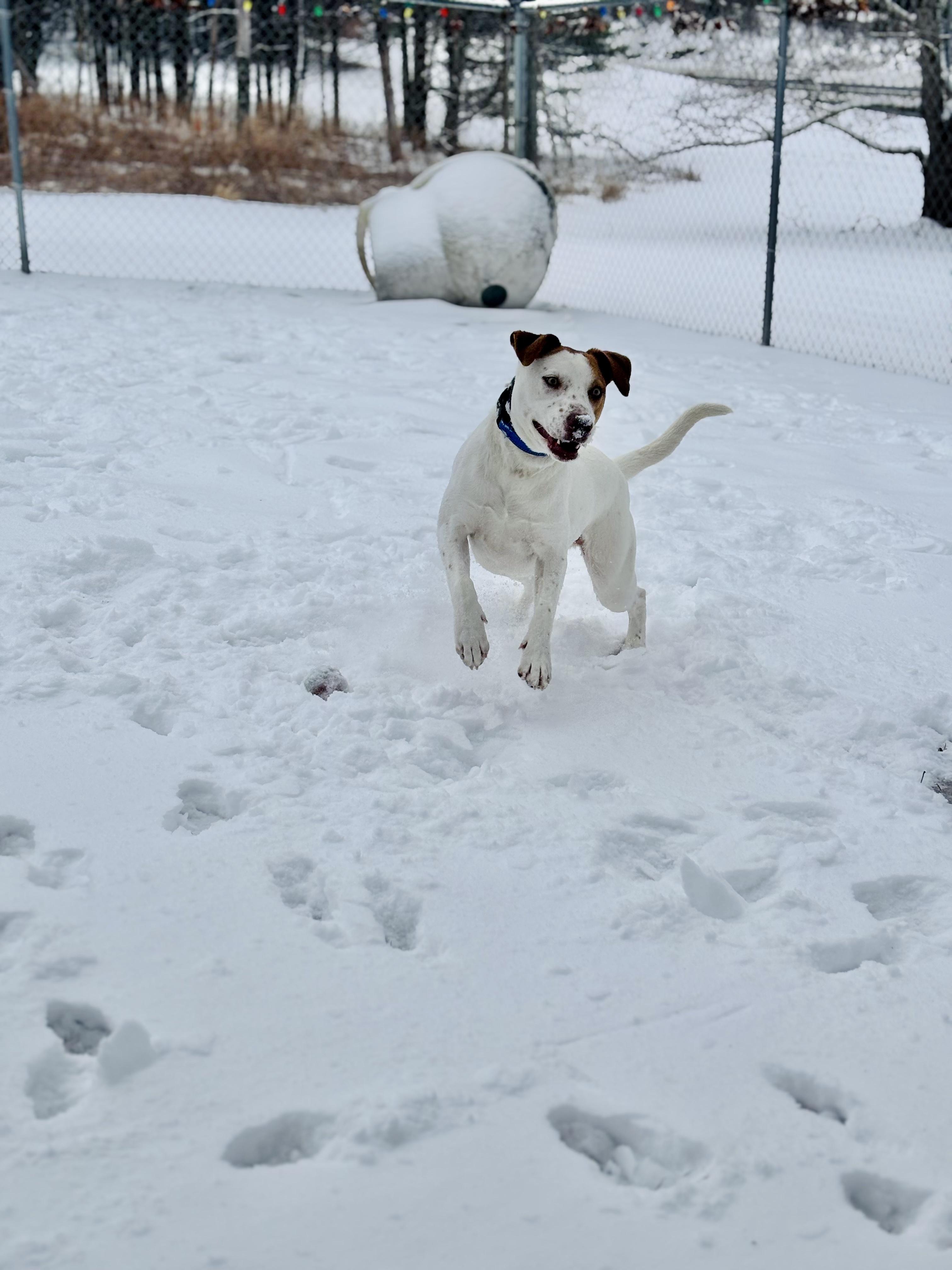 Barkley, a Adoptable mixed breed in Rock Hill, NY image 4/6