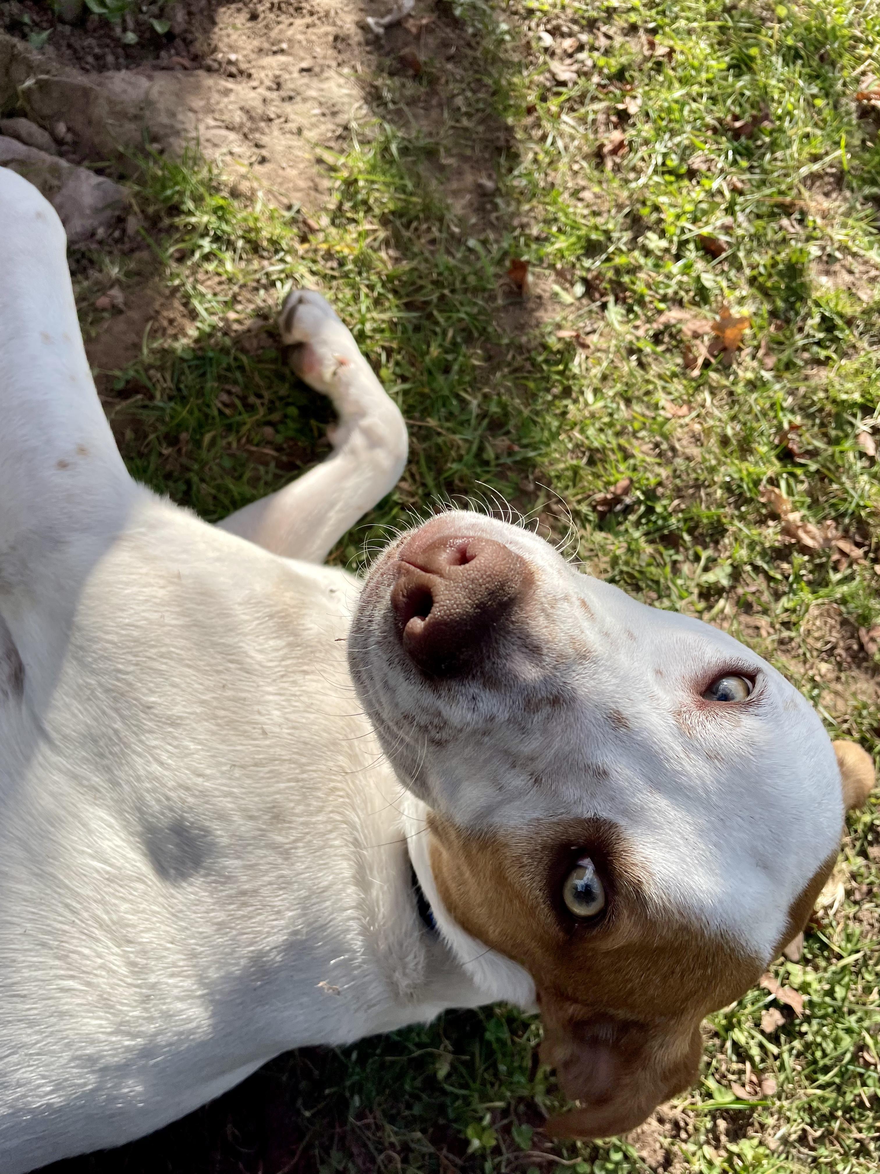 Barkley, a Adoptable mixed breed in Rock Hill, NY image 6/6