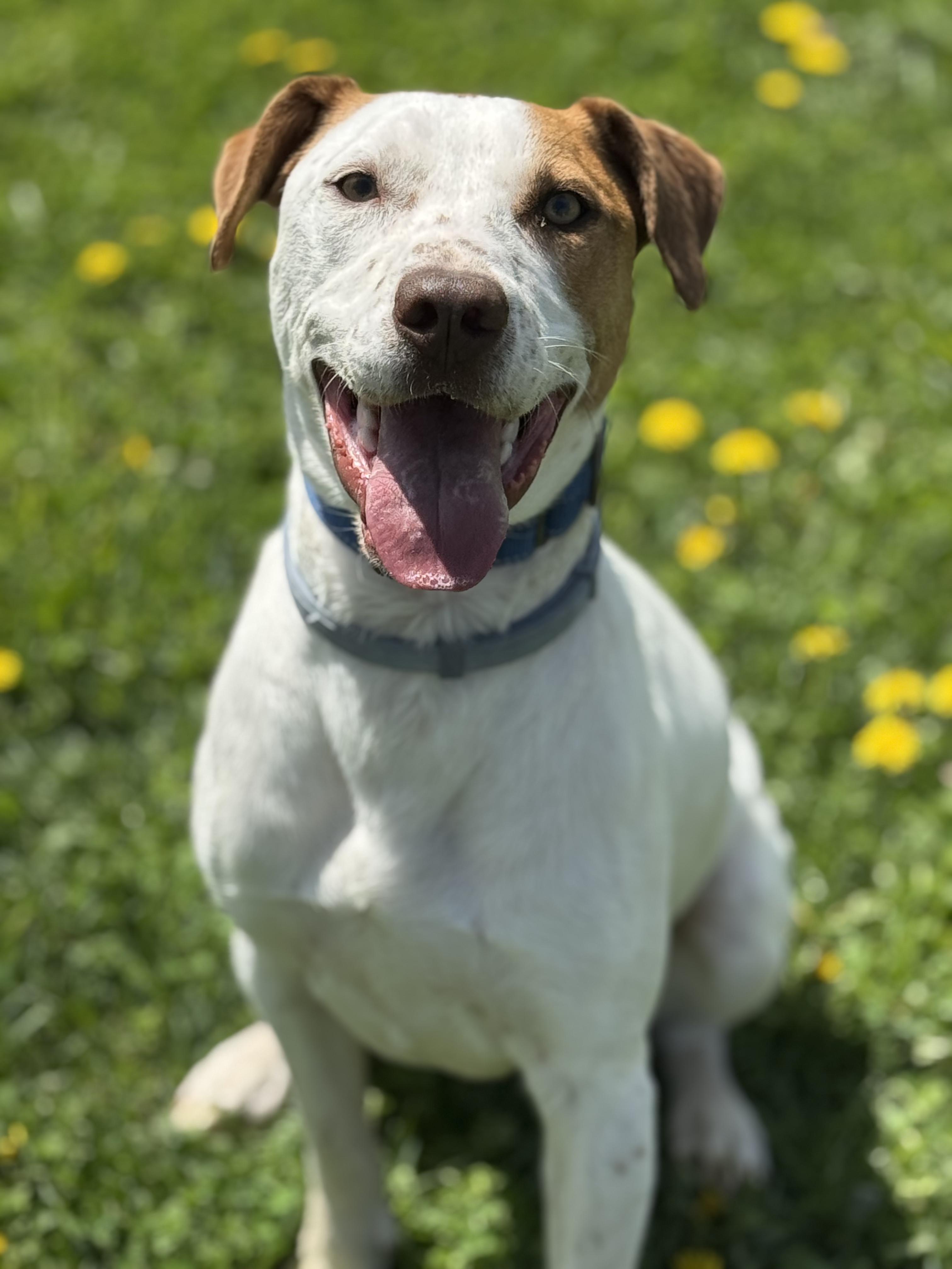 Barkley, Adoptable, Young Male Mixed Breed.