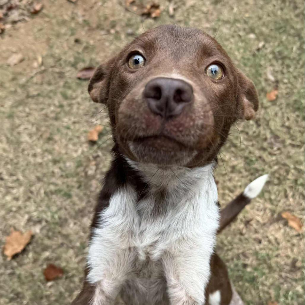 Gomez, Adoptable, Young Male Pointer & Mixed Breed.