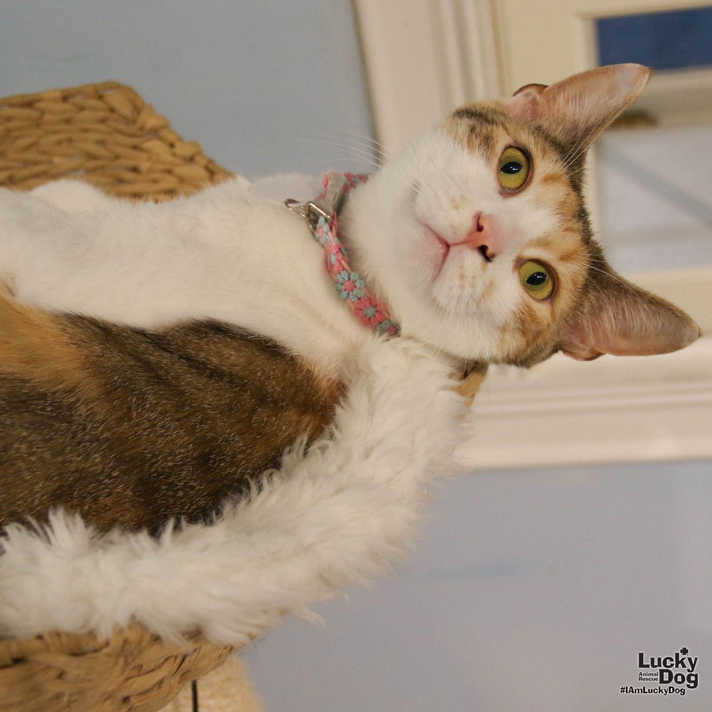 Luci, Adoptable, Young Female Domestic Short Hair & Calico.