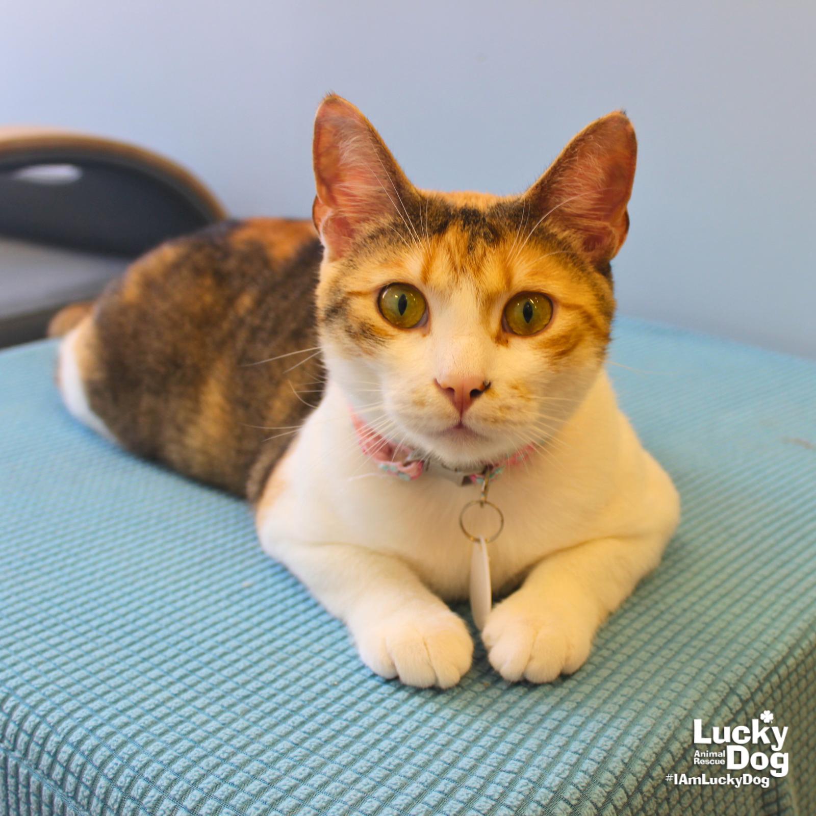 Enlarge Luci, a Adoptable mixed breed in Washington, DC image 2/3