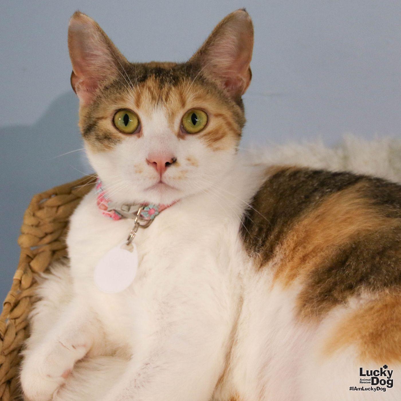 Enlarge Luci, a Adoptable mixed breed in Washington, DC image 3/3