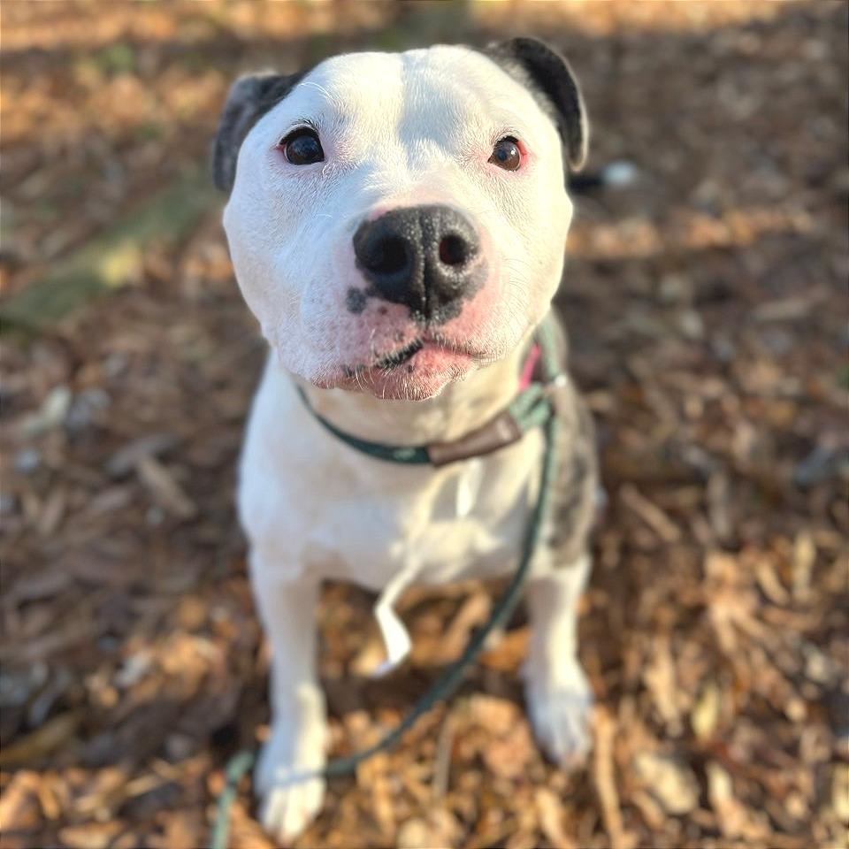 Sallie Mae — thumbnail 2