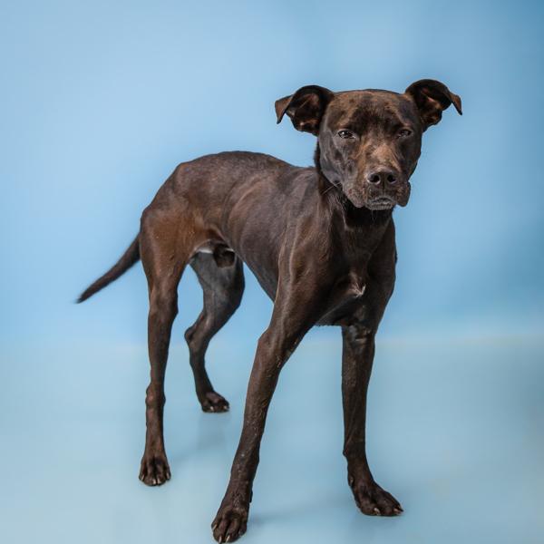In Foster (c) - Bark-O-Rama, Adoptable, Adult Male Labrador Retriever.