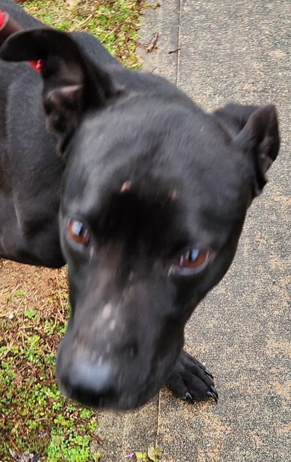 In Foster (c) - Bark-O-Rama, a Adoptable mixed breed in Lawrenceville, GA image 2/4