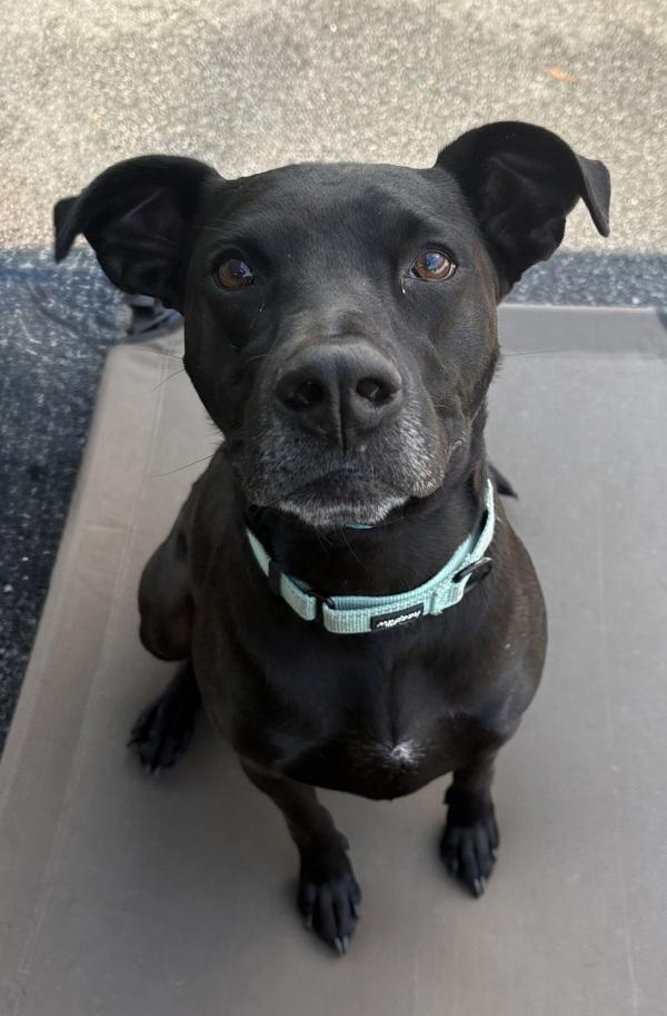 In Foster (c) - Bark-O-Rama, a Adoptable mixed breed in Lawrenceville, GA image 3/4