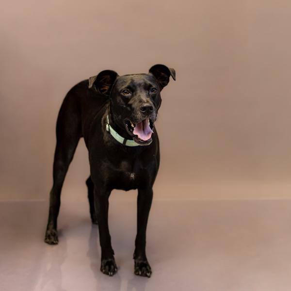 In Foster (c) - Bark-O-Rama, a Adoptable mixed breed in Lawrenceville, GA image 4/4