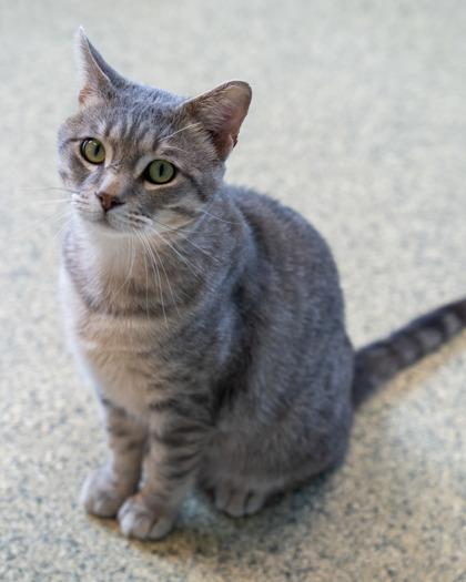 Enlarge Tripp, a Adoptable mixed breed in Pequot Lakes, MN image 1/2