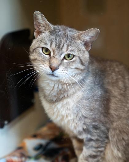 Tripp, a Adoptable mixed breed in Pequot Lakes, MN image 1/2