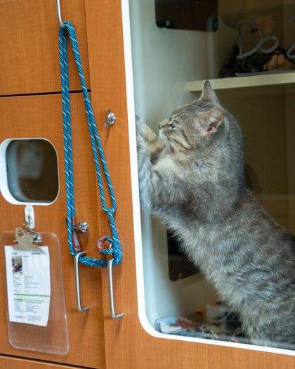Tripp, a Adoptable mixed breed in Pequot Lakes, MN image 2/2