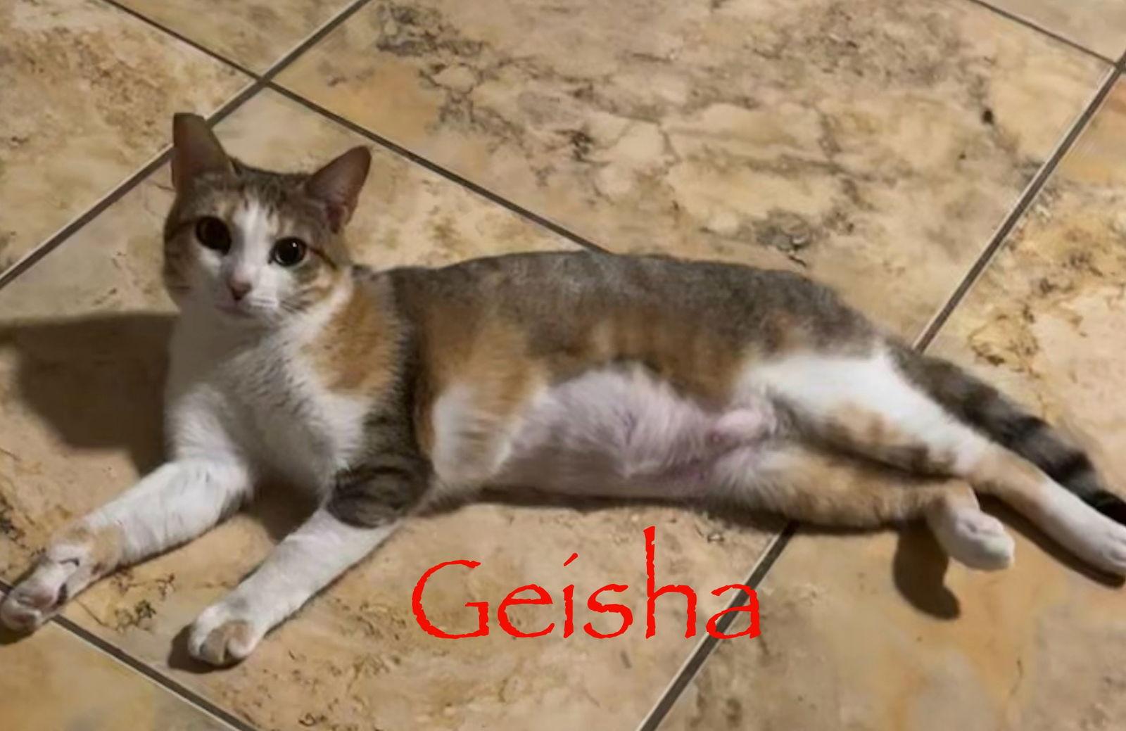 Geisha, Adoptable, Young Female Domestic Short Hair.