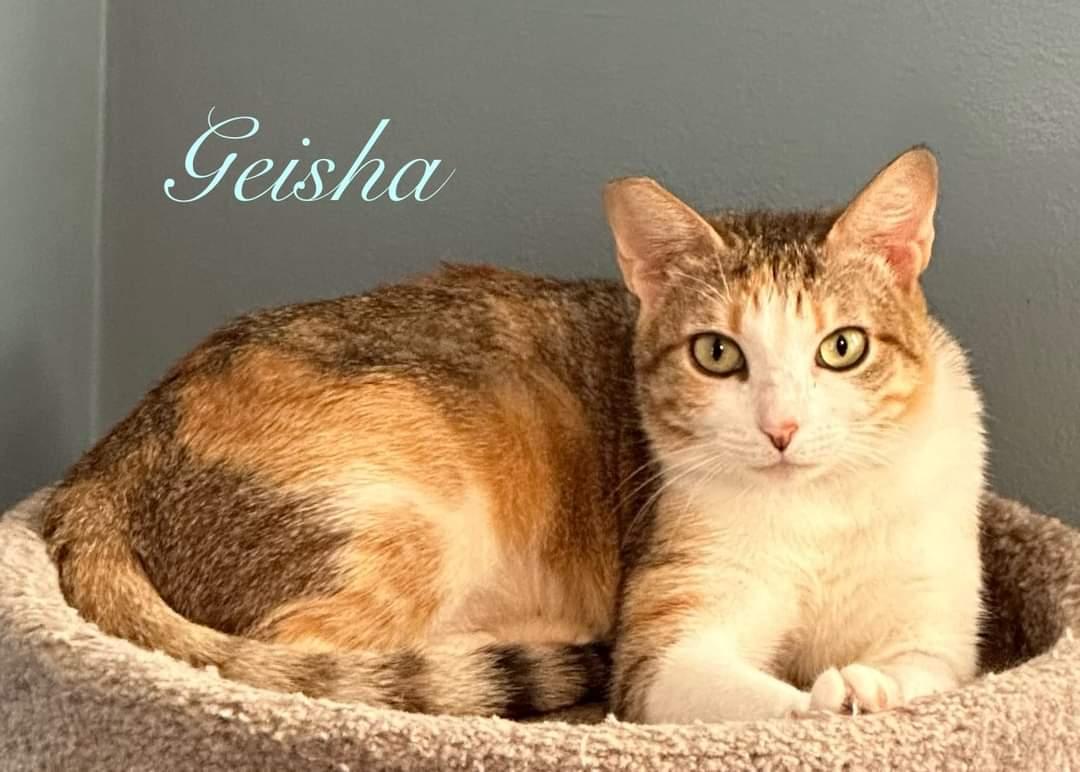 Enlarge Geisha, a Adoptable Domestic Short Hair in Longwood, FL image 2/3
