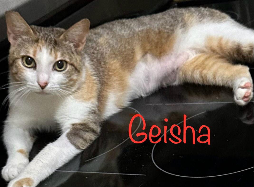Enlarge Geisha, a Adoptable Domestic Short Hair in Longwood, FL image 3/3