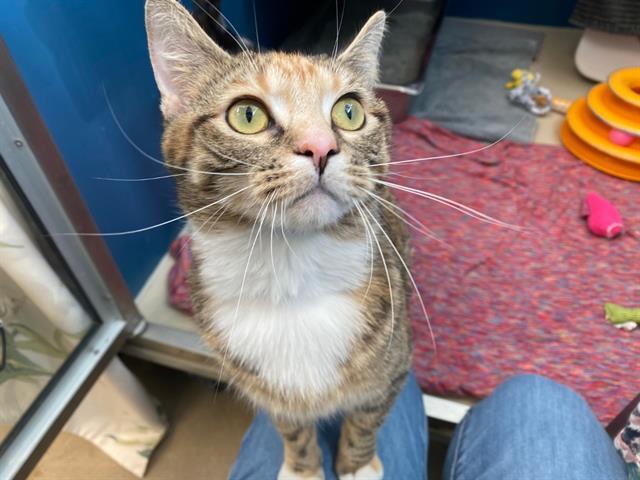 Enlarge REINA, a Adoptable Domestic Short Hair in Fort Wayne, IN image 1/1