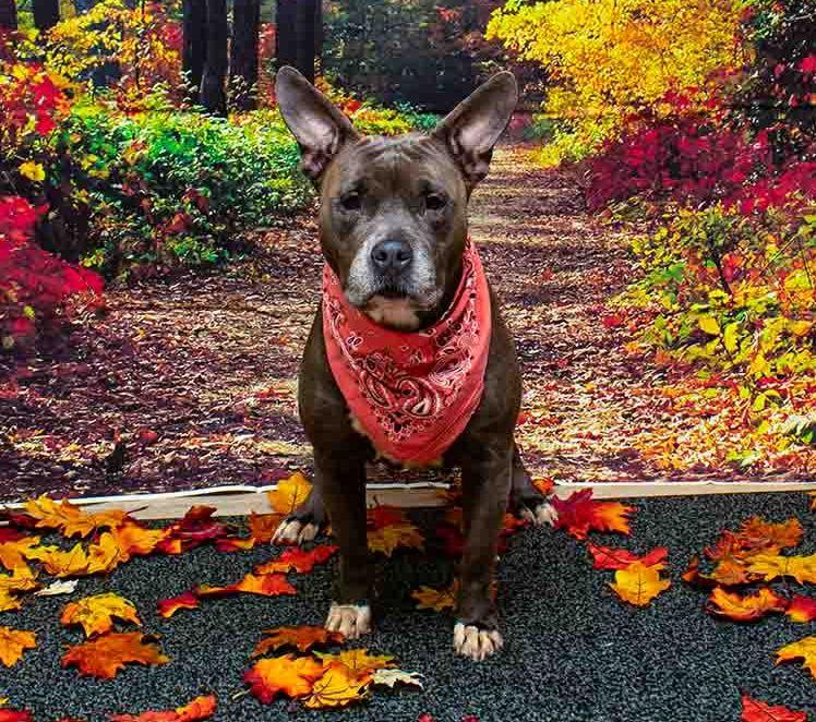 Caly, Adoptable, Adult Female Terrier.