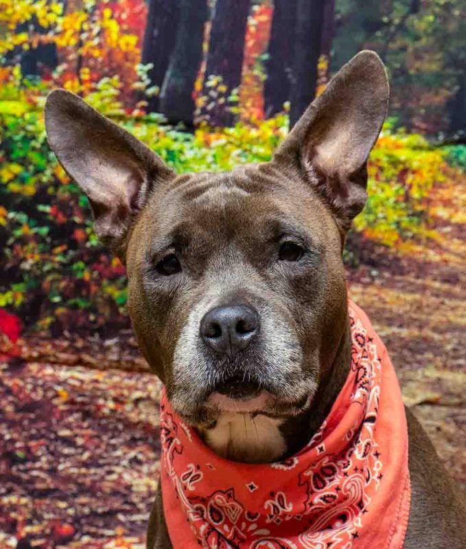 Caly, a Adoptable mixed breed in Sanford, FL image 2/3