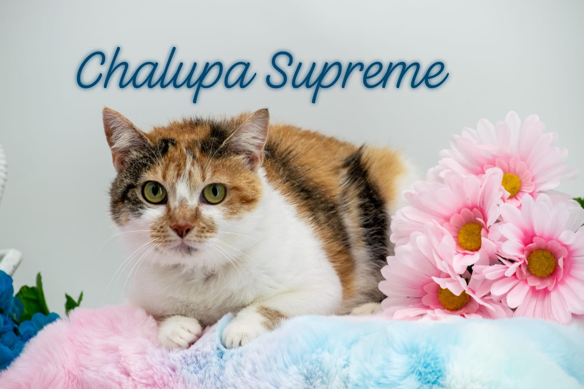 Chalupa Supreme