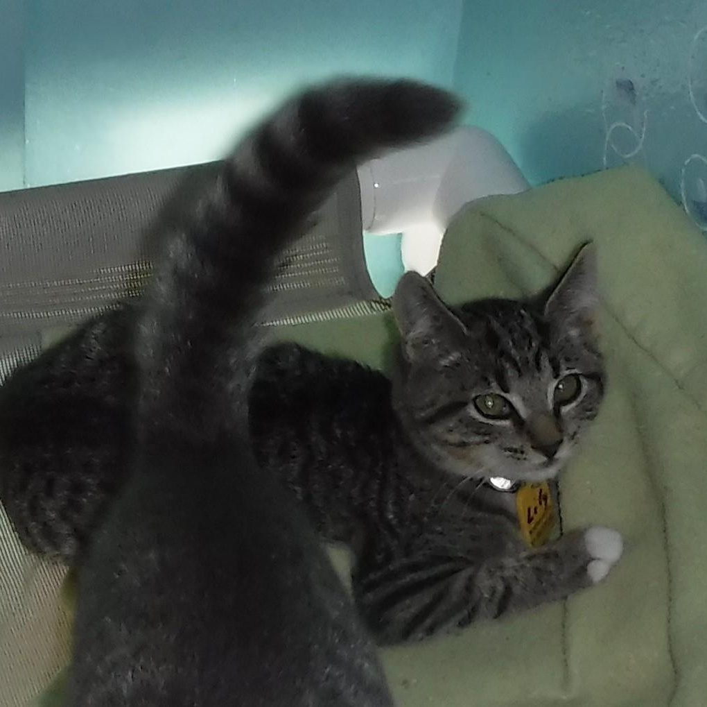 Lily - Sweet & Quiet