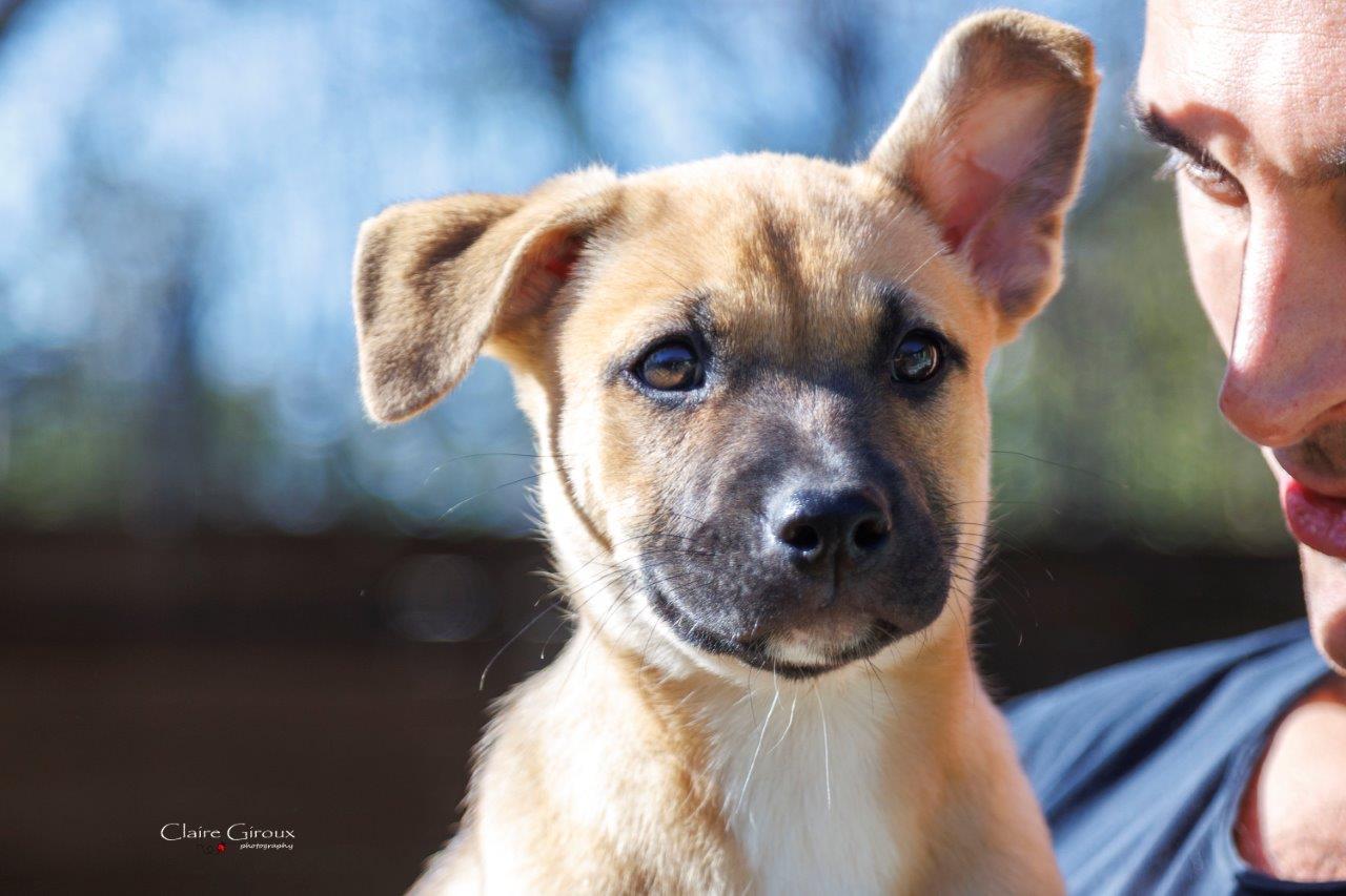 Enlarge Kiwi, a Adoptable Mixed Breed in Carrollton, TX image 1/2